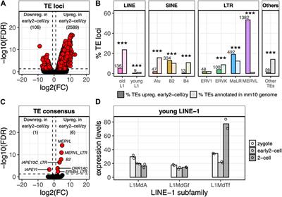 In silico characterisation of minor wave genes and LINE-1s transcriptional dynamics at murine zygotic genome activation